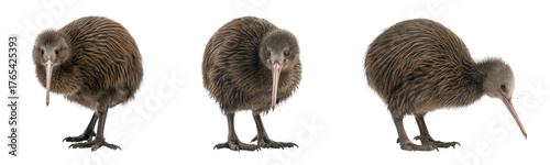 three kiwi birds isolated on transparent background