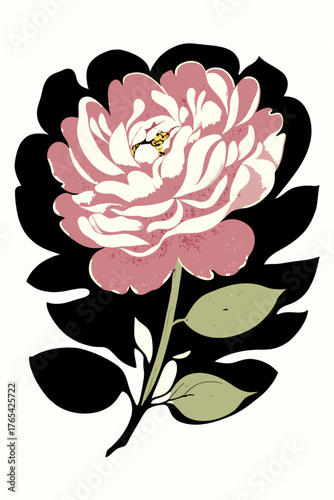 Elegant Pink Peony Blossom with Dark Foliage Isolated