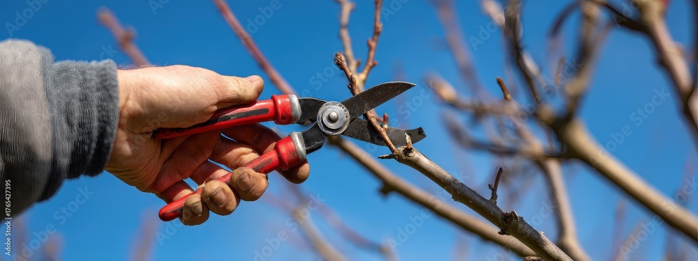 Fototapeta premium Fruit tree pruning: gardener's hand with secateurs removing an unwanted branch