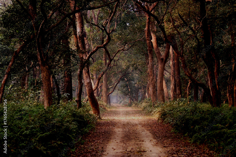 Fototapeta premium path in the forest