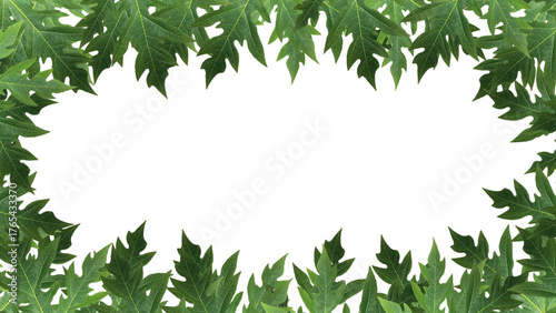 Natural Green Leaf Frame with Transparent Background