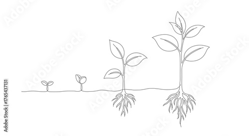 A continuous one line drawing illustrating the growth stages of a plant from seedling to maturity with visible roots