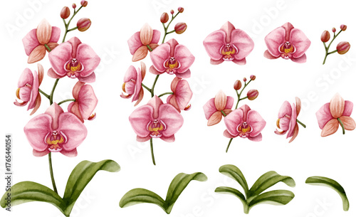 Watercolor Pink Orchid Flowers and Leaves Set, Hand Painted Tropical Botanical Illustration