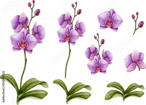 Watercolor Purple Orchid Flowers and Leaves Set, Hand Painted Botanical Illustration