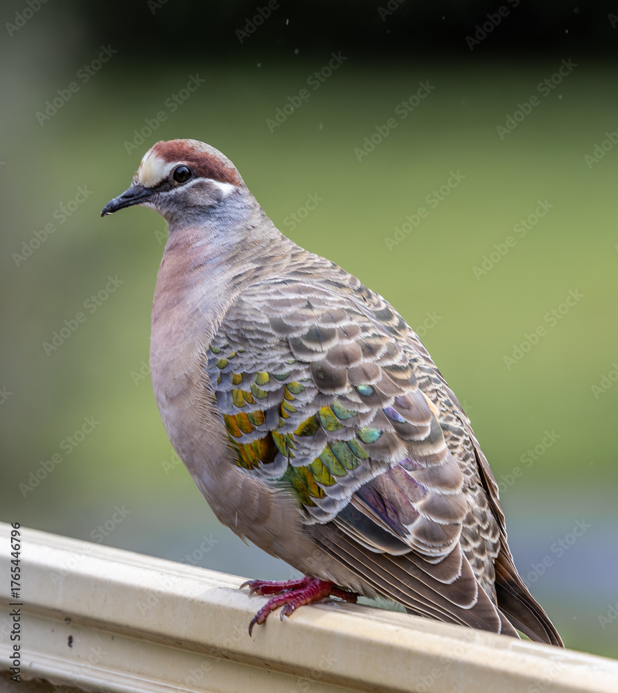 Naklejka premium A close-up image of a male Common bronzewing pigeon (Phaps chalcoptera)