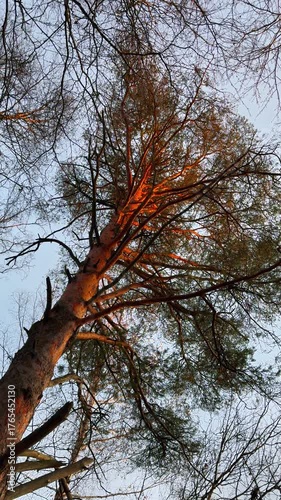 Vertical low-angle shot looking directly up a majestic, tall pine tree whose trunk and upper branches are dramatically illuminated by a warm, golden-orange light from the setting sun, contrasting with