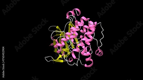 Crystal structure of proto-oncogene kinase Pim1 bound to hispidulin. Animated 3D cartoon and molecular surface models, pdb 4xh6, secondary structure color scheme, black background.