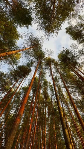 Vertical low-angle wide shot looking up into a dense, majestic forest canopy with many straight, tall pine tree trunks displaying a warm reddish-orange hue from direct sunlight, contrasting with the