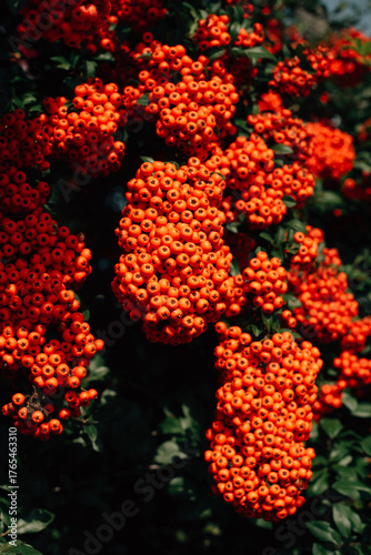 Obraz na plátne Large bunches of rowan berries