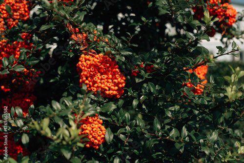 Large bunches of rowan berries