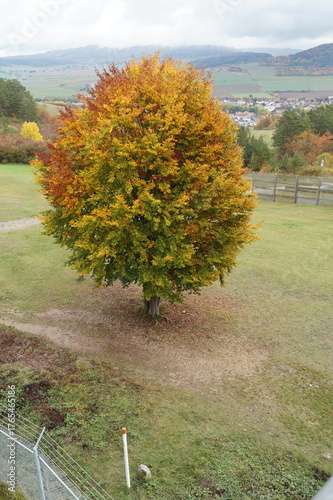 Baum