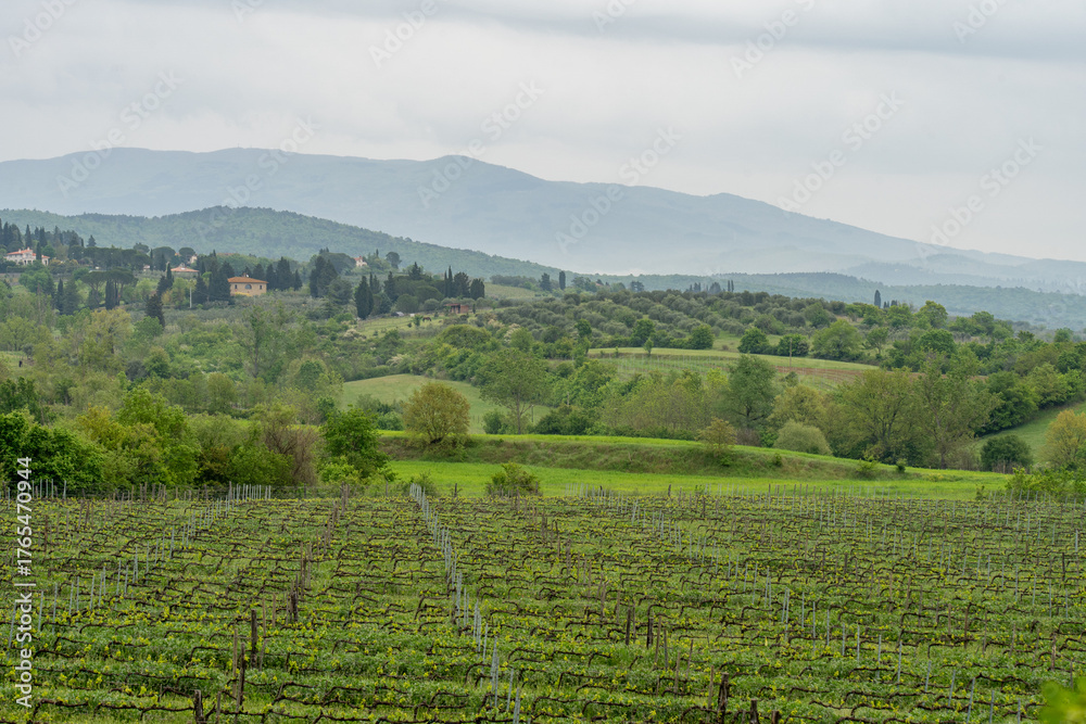 Fototapeta premium Rolling hills and vineyards under a misty sky