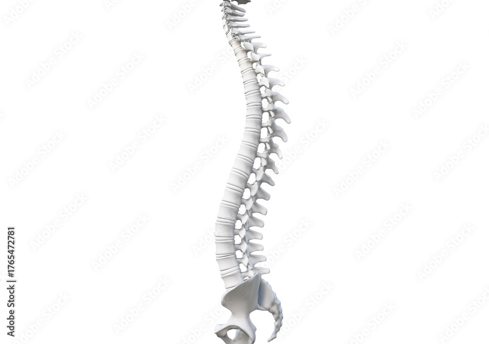 Obraz premium Spinal column isolated on transparent or white background