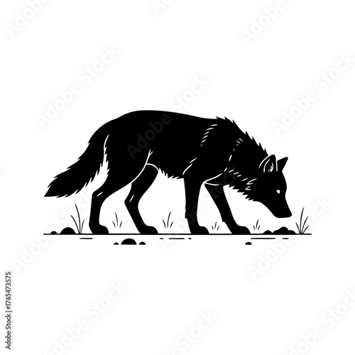 Vector art of wolf sniffing the ground vector illustration