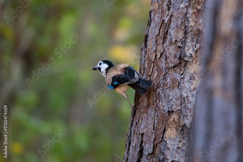 นกปีกลายสก็อต Eurasian Jay