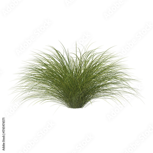 Sedge bush isolated transparent background 3d rendering PNG
