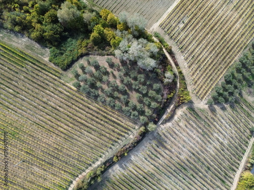 vista dall'alto in volo vigne e oliveto