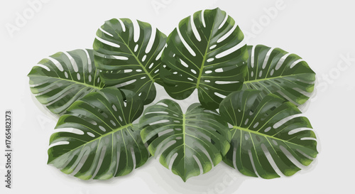 A Lush Arrangement of Vibrant Green Monstera Deliciosa Leaves