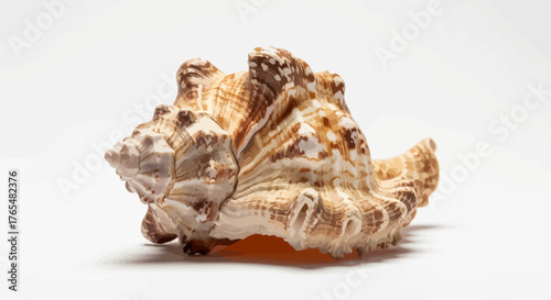 A large, spiky conch seashell with intricate brown and beige patterns in a stylized, illustrated effect.