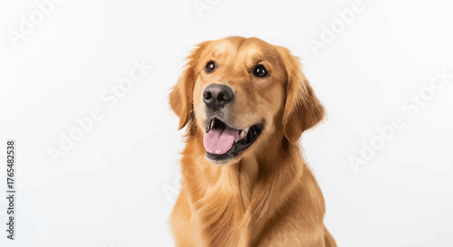 Golden Retriever Dog with Open Mouth and Pink Tongue