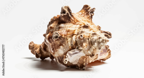 Unique spiky brown and cream conch seashell with intricate natural patterns