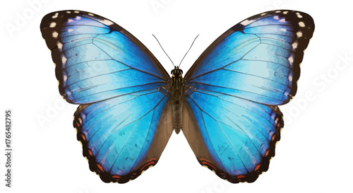 Vibrant Blue Morpho Butterfly with Intricate Wing Patterns and Dark Edges