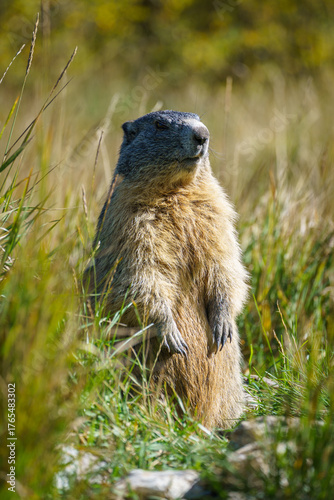 Alpine Marmot Standing Alert in Parc National de la Vanoise, France