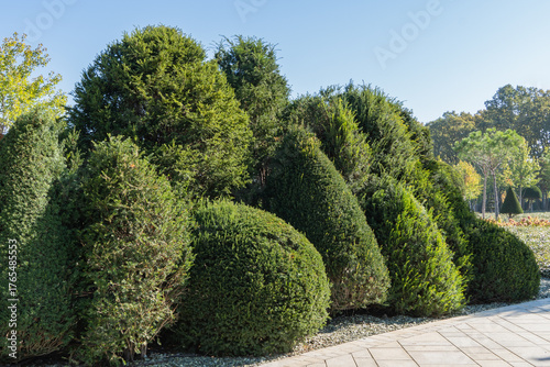 Fototapete Trimmed, wave-shaped green shrubs Yew Taxus baccata (English yew, European yew) is growing in topiary landscape park Clouds