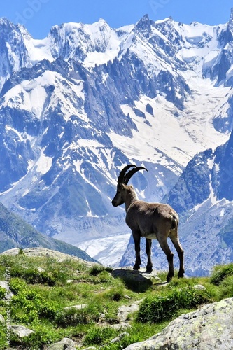 An Ibex stands on a steep rocky mountain slope in Chamonix France