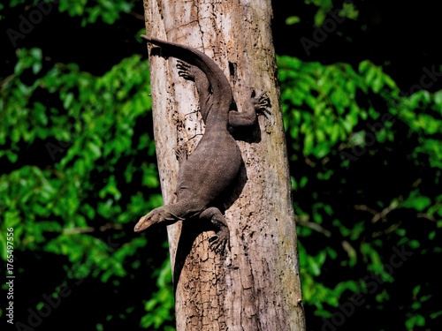 A Bengal Monitor Lizard clings to a rough tree trunk in Kaeng Krachan NP Thailand