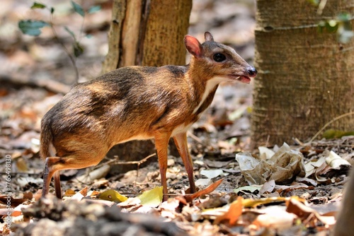 A Male Lesser Mouse-deer standing in the dense forest of Kaeng Krachan Thailand
