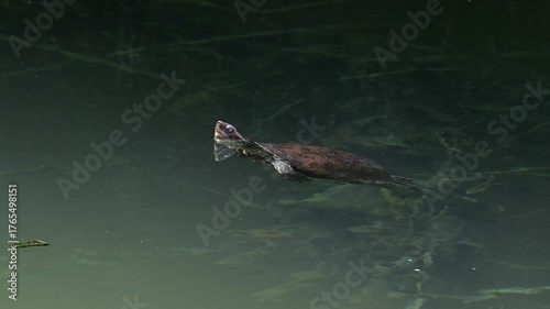 Balkan terrapin // Eurasische Bachschildkröte, Balkan-Bachschildkröte (Mauremys rivulata) - Kaiafas Lake, Peloponnese, Greece