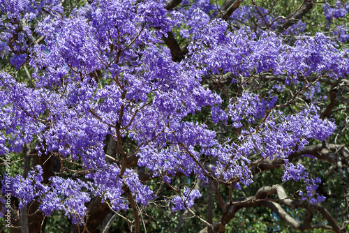 jacaranda tree