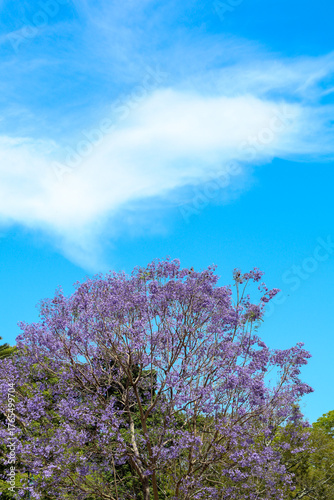 Jacaranda drown in violet