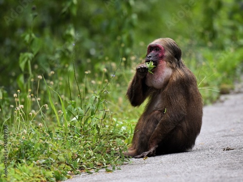 A single Stump-tailed Macaque sits calmly on the edge of a road, focused on eating a cluster of green leaves at Kaeng Krachan NP Thailand