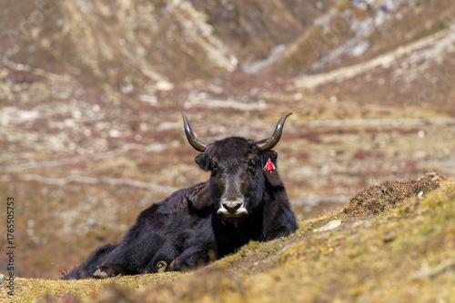 A black yak rests on a grassy slope