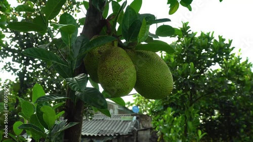 Jackfruit tree with large green fruits