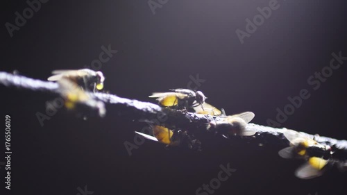 Close-up of flies moving in the dark