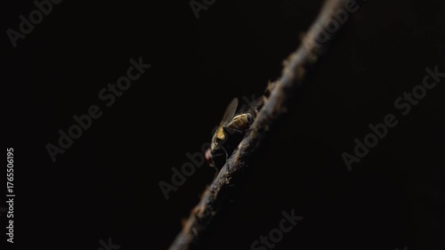 Macro shot of flies in dim light