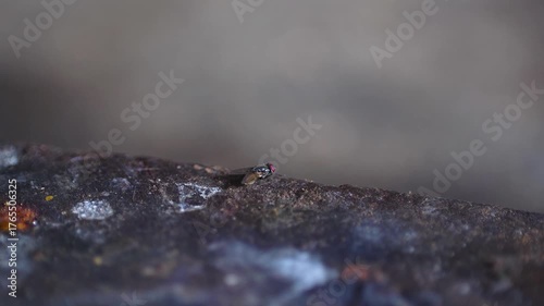 Flies resting and cleaning themselves