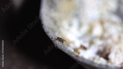 Macro footage of common flies