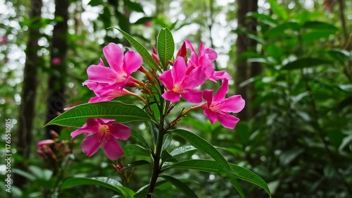 Close-up of vibrant pink flowers blooming on a stem, lush green foliage backdrop