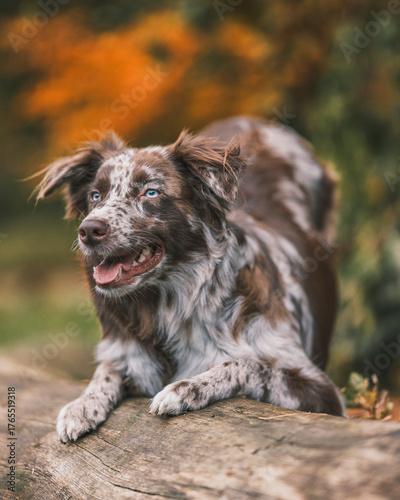 Dynamic and joyful shot of a blue merle dog running or playing, with a happy, open-mouthed expression and warm, blurred autumn background.