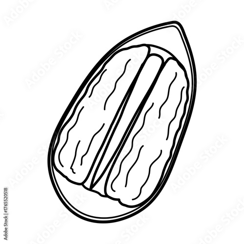 Black and white half of pecan in nutshell isolated element. Doodle cracked nut in outline. Healthy food clipart. Vector illustration
