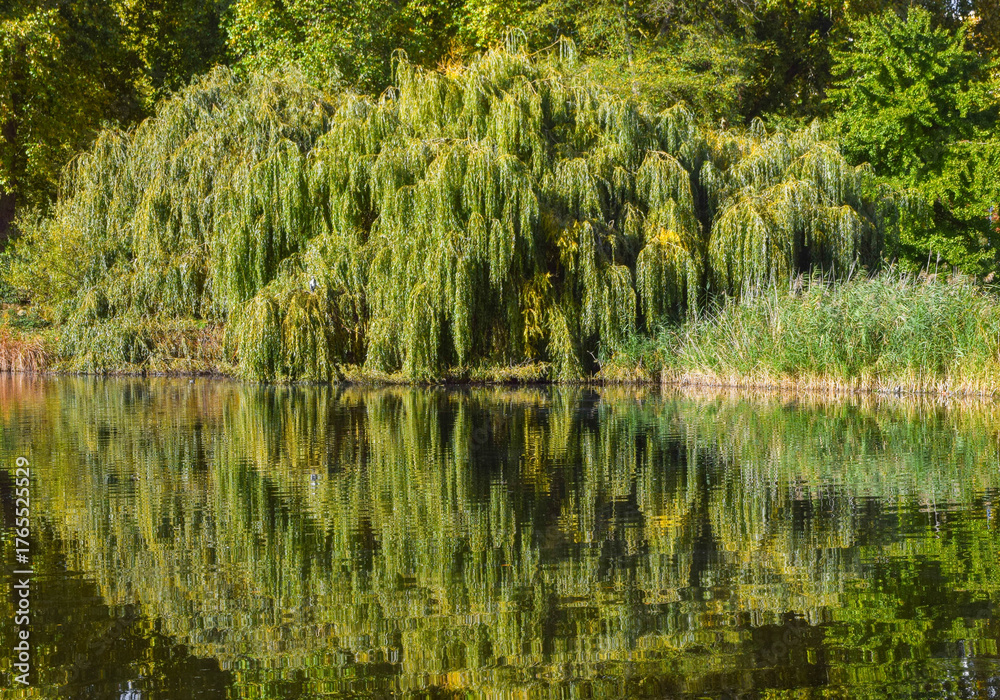 Obraz premium Scenic view of lush green tree foliage reflected in a lake