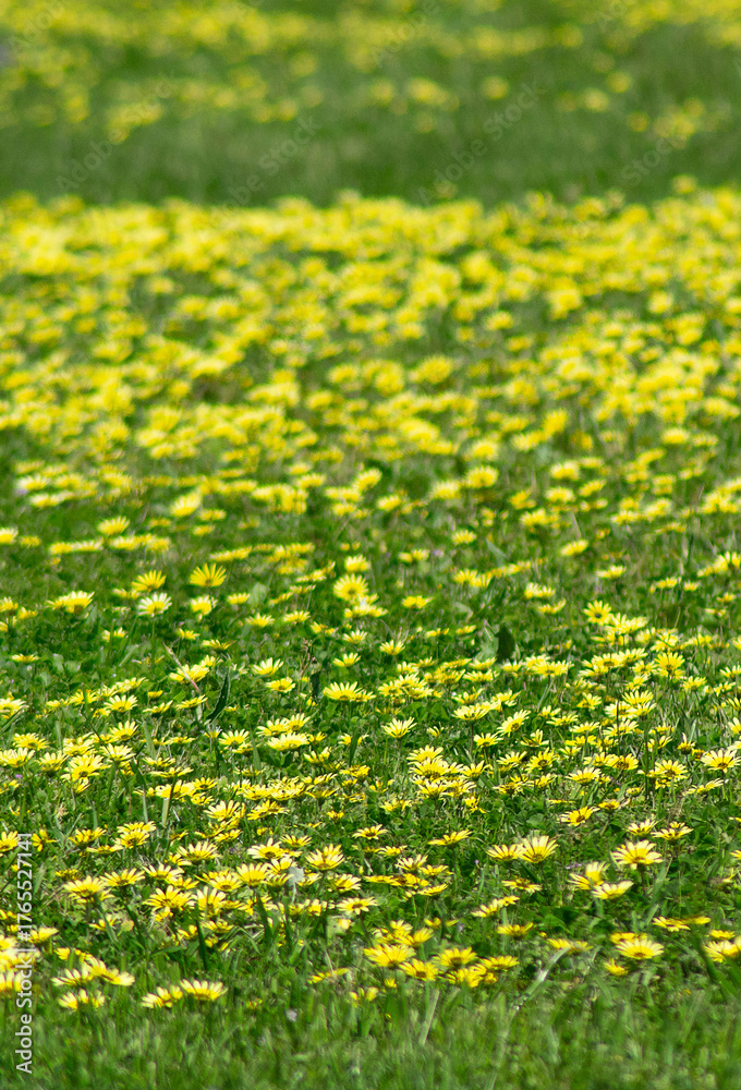 Fototapeta premium Future Learning with Artificial Intelligence