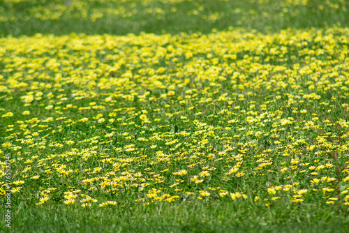 Golden Field of Yellow Flowers