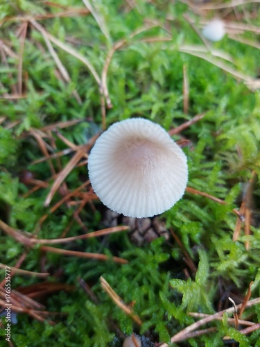 mushroom in the grass