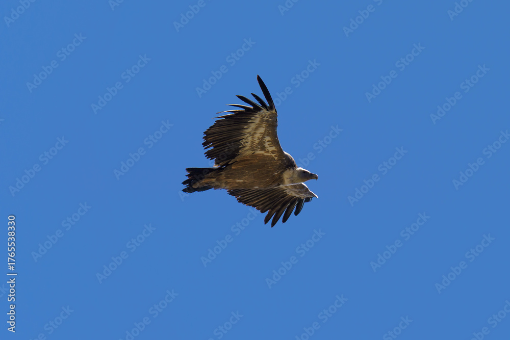 Obraz premium Griffon Vulture in Flight, Mercantour National Park, France