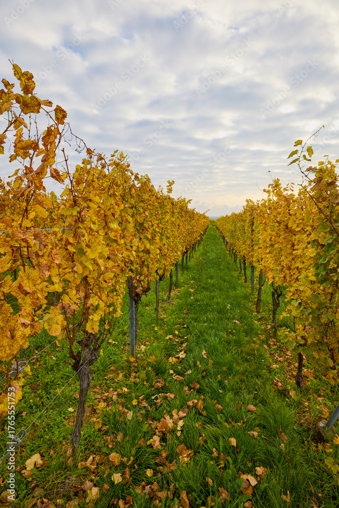 Naklejka premium Beautiful landscape with vineyard plantation in the Alsace area during autumn.